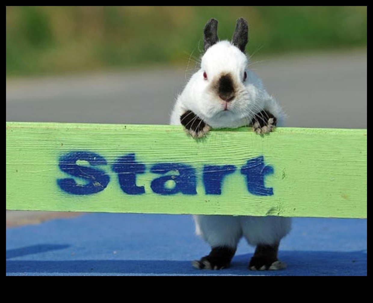 Bunny Olympics Διασκέδαση και παιχνίδια για κουνέλια 3 Bunny Olympics: Διασκέδαση και παιχνίδια για κουνέλια