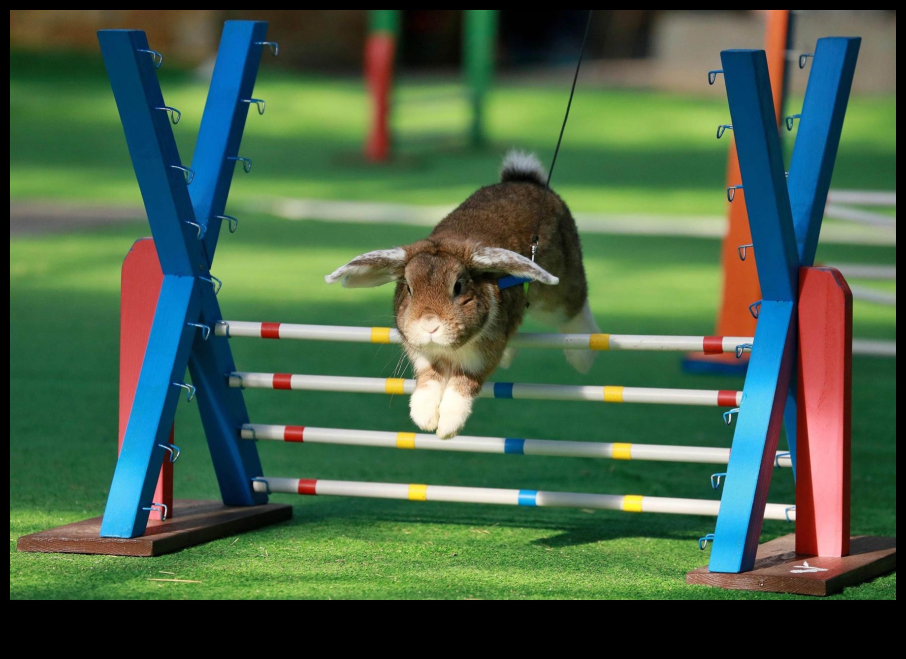 Bunny Olympics Διασκέδαση και παιχνίδια για κουνέλια 4 Bunny Olympics: Διασκέδαση και παιχνίδια για κουνέλια