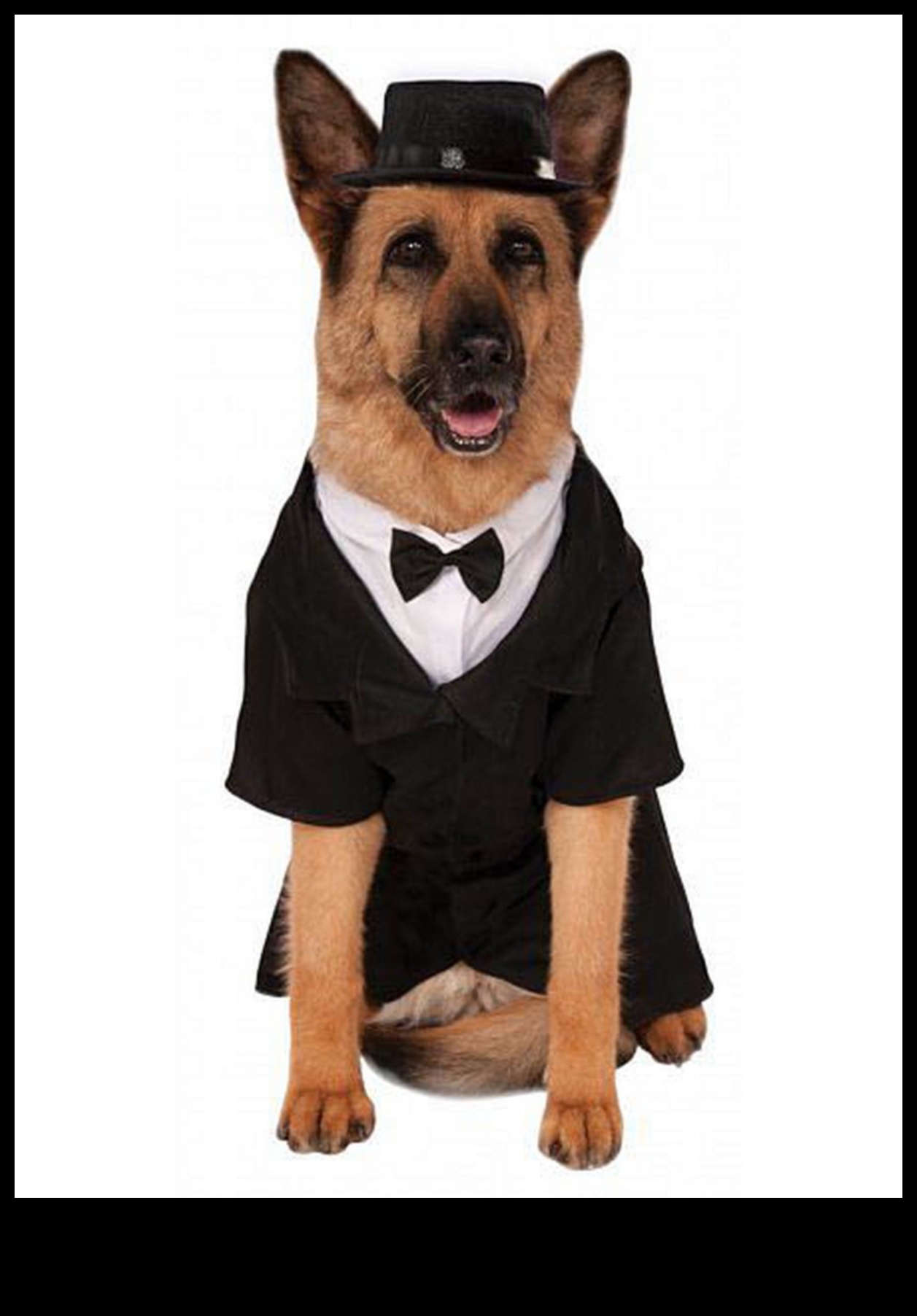 Dapper Doggies: Ρούχα και αξεσουάρ για κατοικίδια DIY