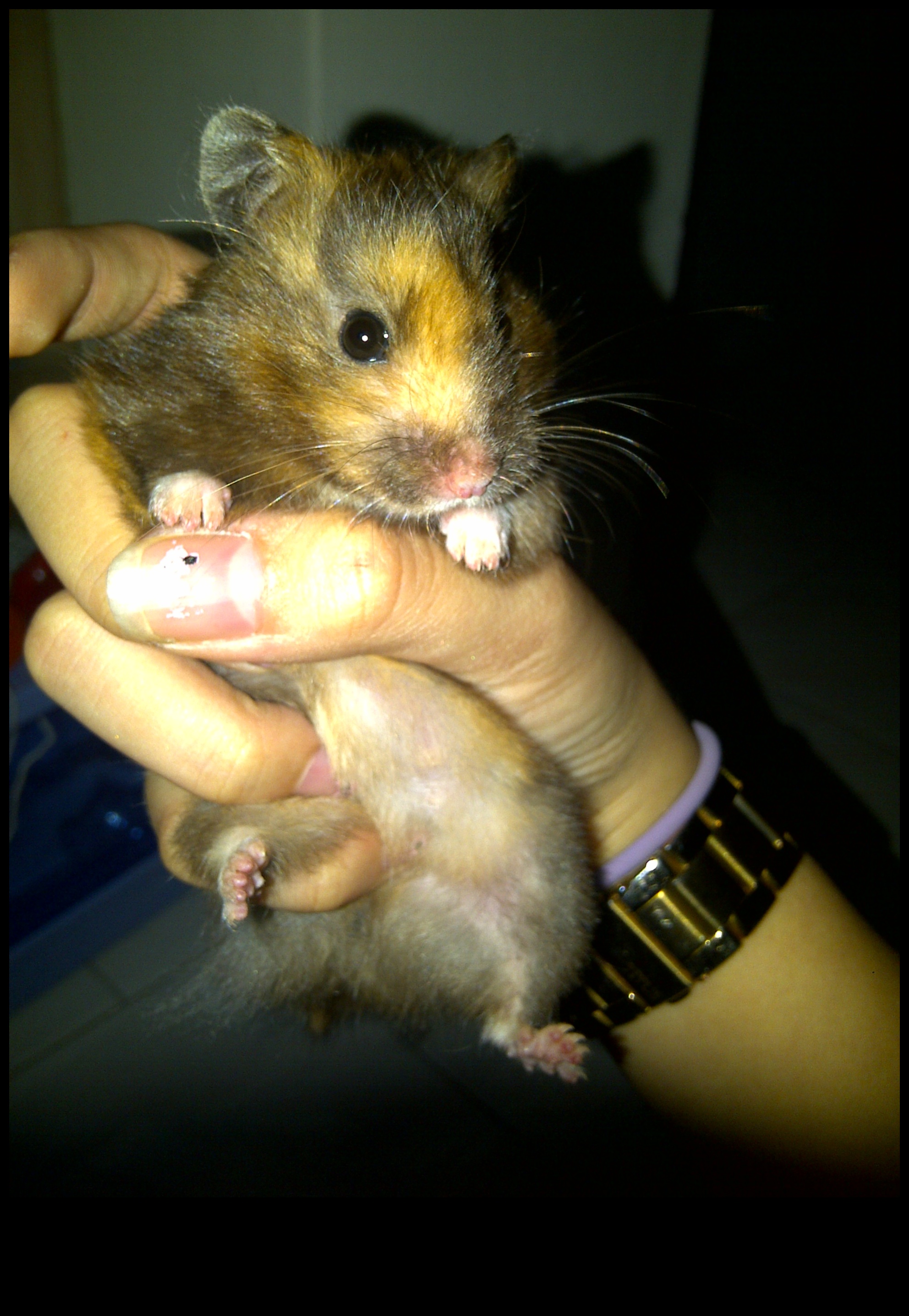 Hamster Genetics Continued: Ξετυλίγοντας τη γοητεία των χρωμάτων και των μοτίβων