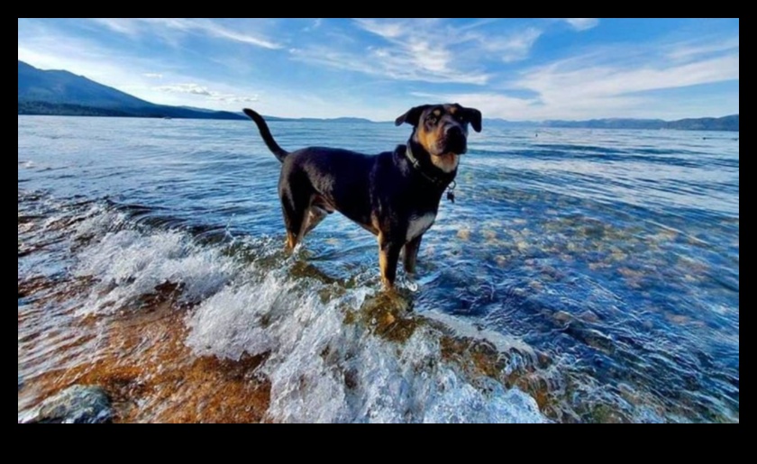 Doggy Destinations: Σχεδιάζοντας την τέλεια απόδραση φιλική προς τα κατοικίδια