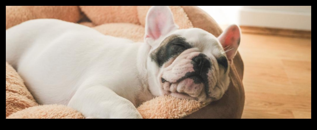 Το Doggy Dreamland δημιουργεί έναν άνετο χώρο ύπνου 3 Doggy Dreamland: Δημιουργώντας έναν άνετο χώρο ύπνου