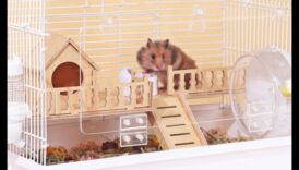 Ambient Ambassadors που εφευρίσκουν ένα καταπραϋντικό ατμόσφαιρα για τα χάμστερ 1 Ambient Ambassadors: Δημιουργώντας ένα χαλαρωτικό περιβάλλον για τα χάμστερ