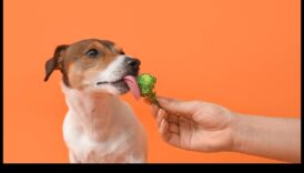 Τελετουργικό δείπνο με σκύλους Διατροφικές γνώσεις για την ευεξία των σκύλων 3 Δείπνο με σκύλους: Διατροφικές γνώσεις για την υγεία των σκύλων