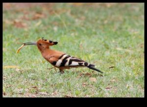 Διερεύνηση του ρόλου των πτηνών στη διατήρηση και την αειφορία του περιβάλλοντος