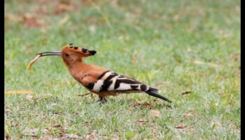 Διερεύνηση του ρόλου των πτηνών στη διατήρηση και την αειφορία του περιβάλλοντος