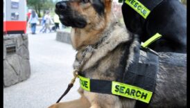 Καριέρες σκύλων: Απελευθερώνοντας το δυναμικό των σκύλων εργασίας