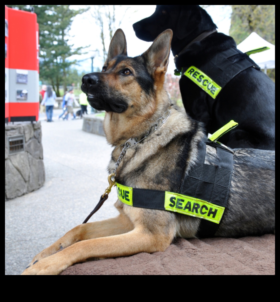 Καριέρες σκύλων που απελευθερώνουν τις δυνατότητες των σκύλων εργασίας 1 Καριέρες σκύλων: Απελευθερώνοντας το δυναμικό των σκύλων εργασίας