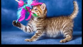 Παίξτε μερικές διασκεδαστικές ενέργειες για τις γάτες και τους ιδιοκτήτες σπιτιών τους 3 Παίξτε λίγο χρόνο: Διασκεδαστικές δραστηριότητες για τις γάτες και τους ιδιοκτήτες τους