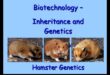 Hamster Genetics Continued: Ξετυλίγοντας τη γοητεία των χρωμάτων και των μοτίβων