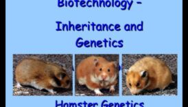 Το Hamster Genetics συνέχισε έτσι εξετάσετε το ενδεχόμενο ξετυλίγει τη έλξη των χρωμάτων και των μοτίβων 1 Hamster Genetics Continued: Ξετυλίγοντας τη γοητεία των χρωμάτων και των μοτίβων