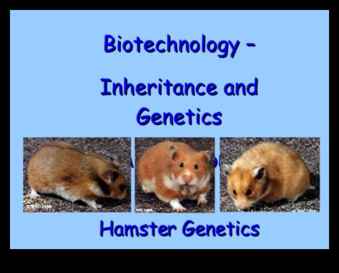 Hamster Genetics Continued: Ξετυλίγοντας τη γοητεία των χρωμάτων και των μοτίβων