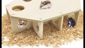 Το Hamster Hideouts συνέχισε έτσι τις καινοτόμες έννοιες ένθεσης για πρόσθετη ευκολία 3 Χάμστερ Hideouts Συνέχεια: Καινοτόμες ιδέες ένθεσης για πρόσθετη άνεση